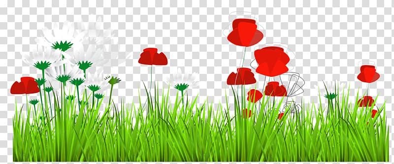 Red and white daisy. Poppy clipart green grass flower