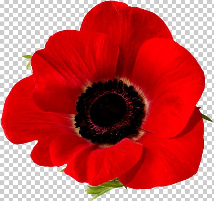 poppy clipart lest we forget