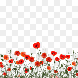 Png free download remembrance. Poppy clipart poppy field