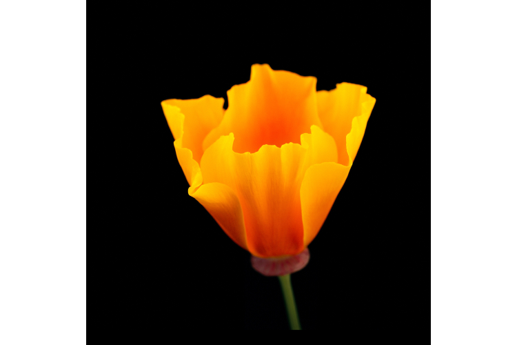 poppy clipart state california flower