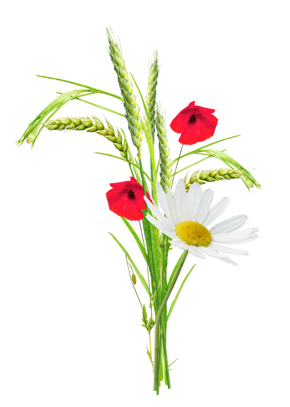 Wheat clipart watercolor. Poppy flower clip art