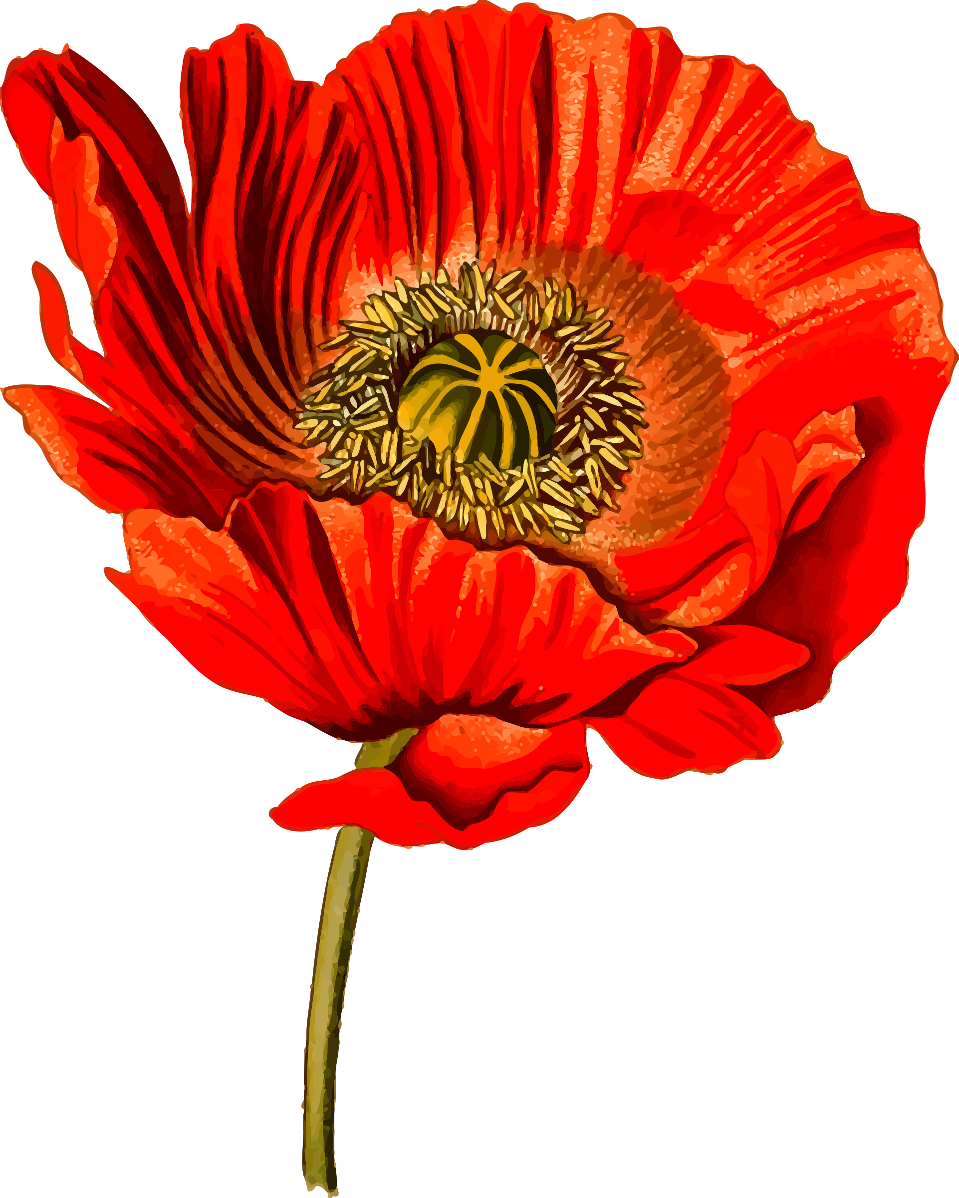 poppy clipart svg