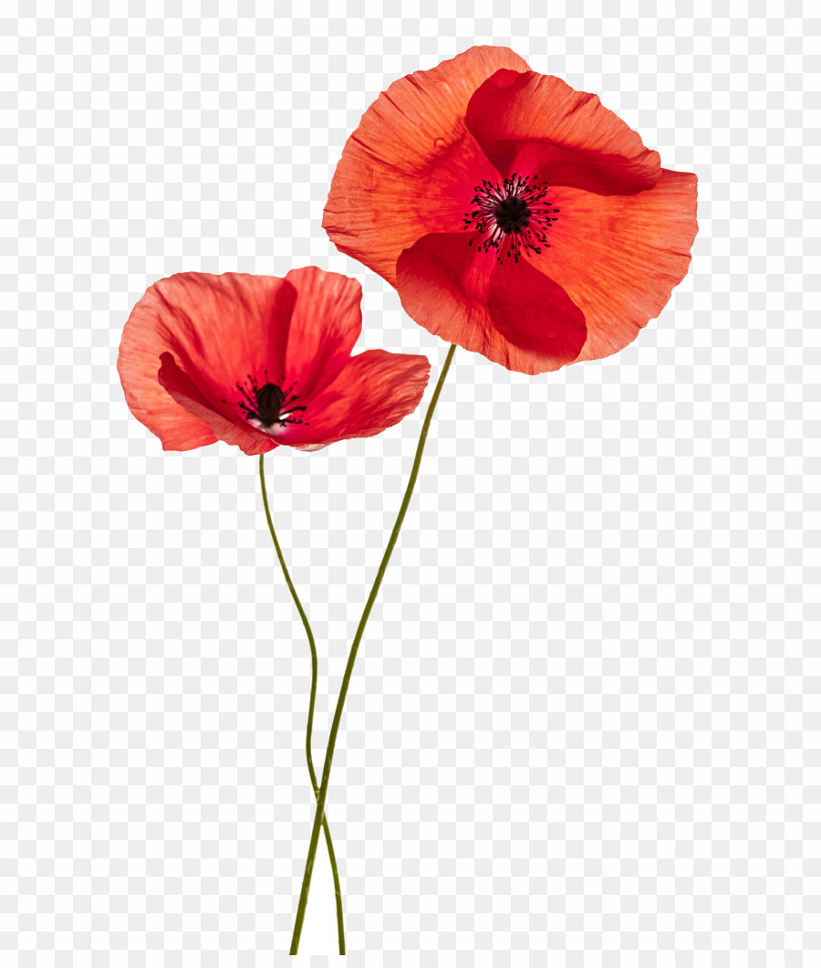 Flowers png common download. Poppy clipart two