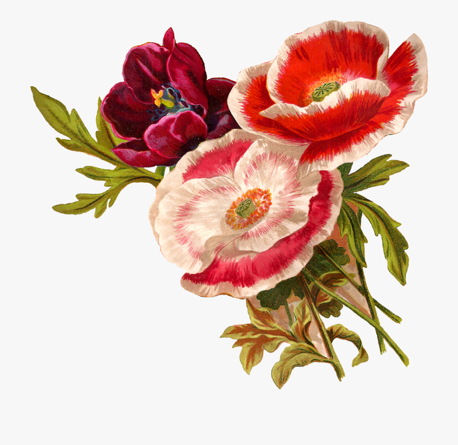 poppy clipart vintage botanical