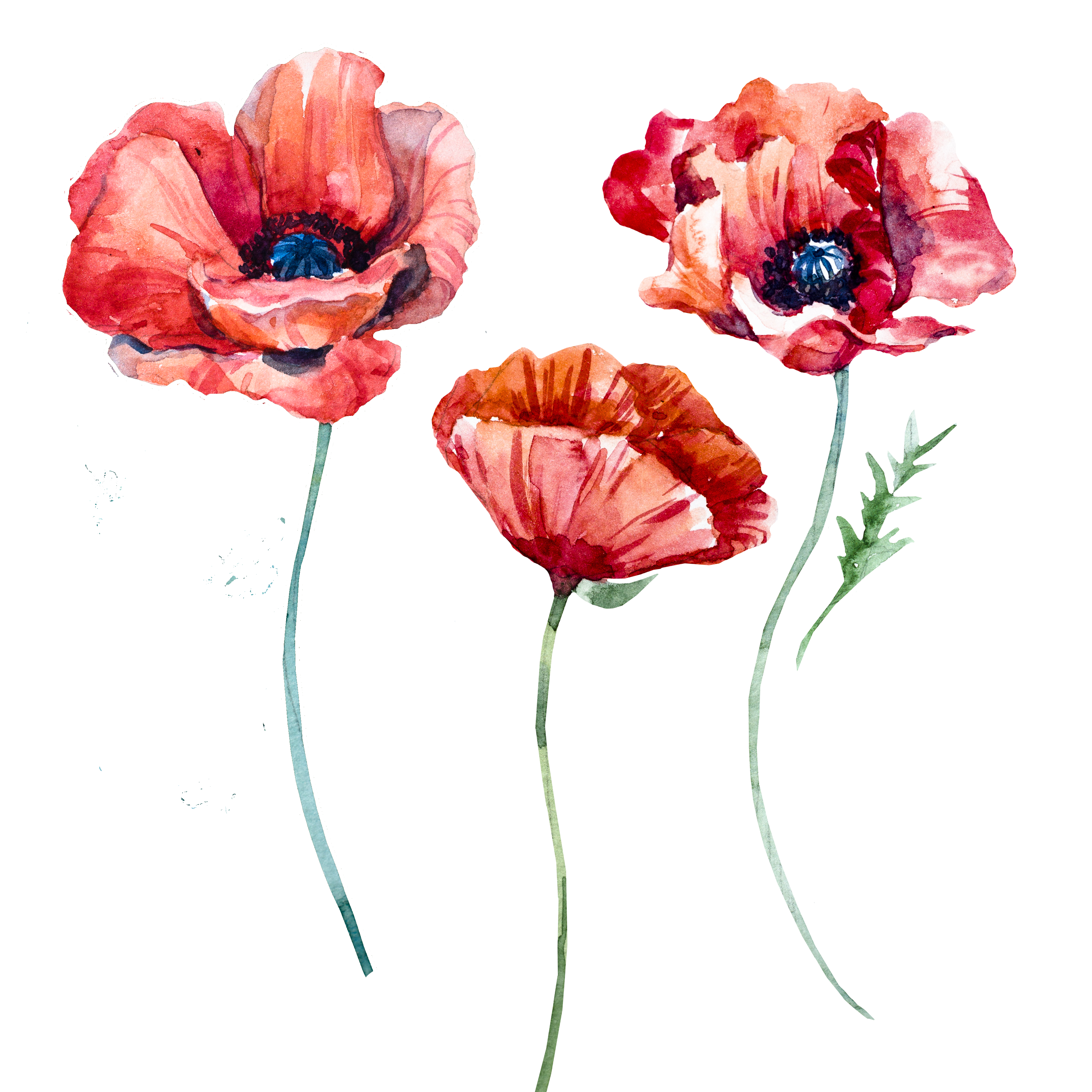 Free pictures of poppies. Poppy flower png