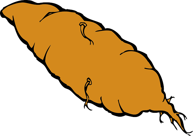 potato clipart kamote