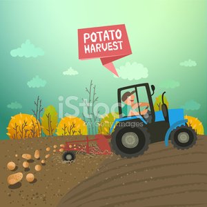 potato clipart potato field