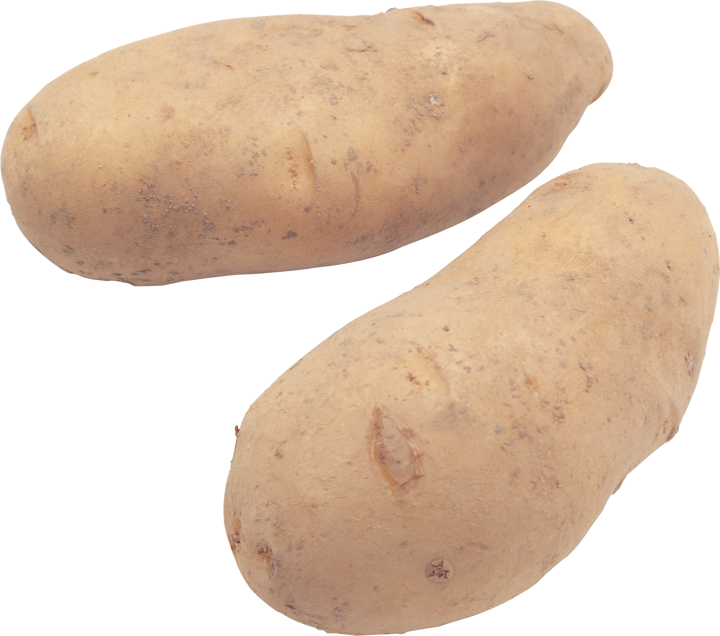 Potato root crop