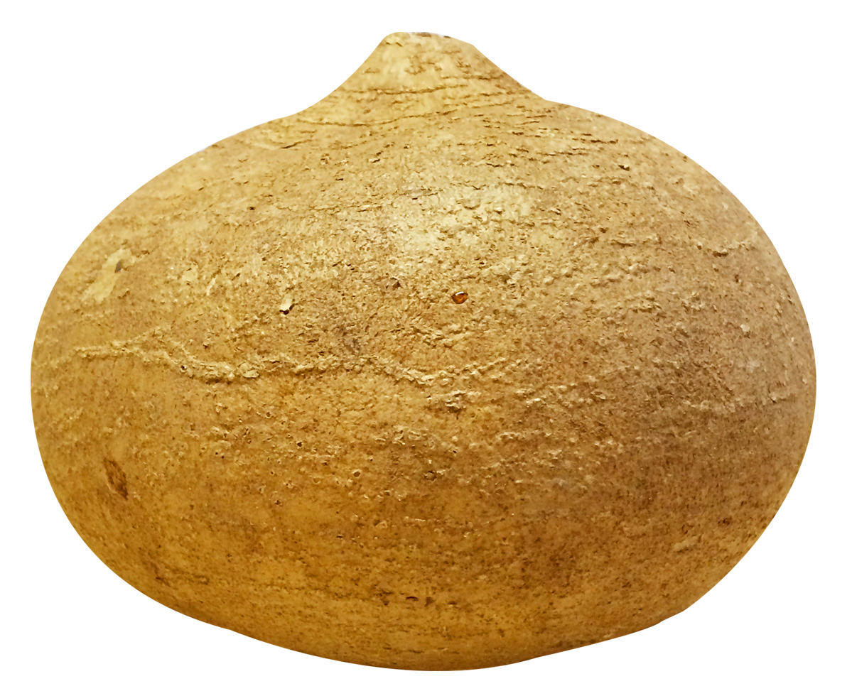 potato clipart yam