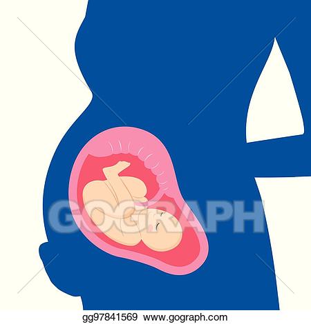 pregnancy clipart baby embryo