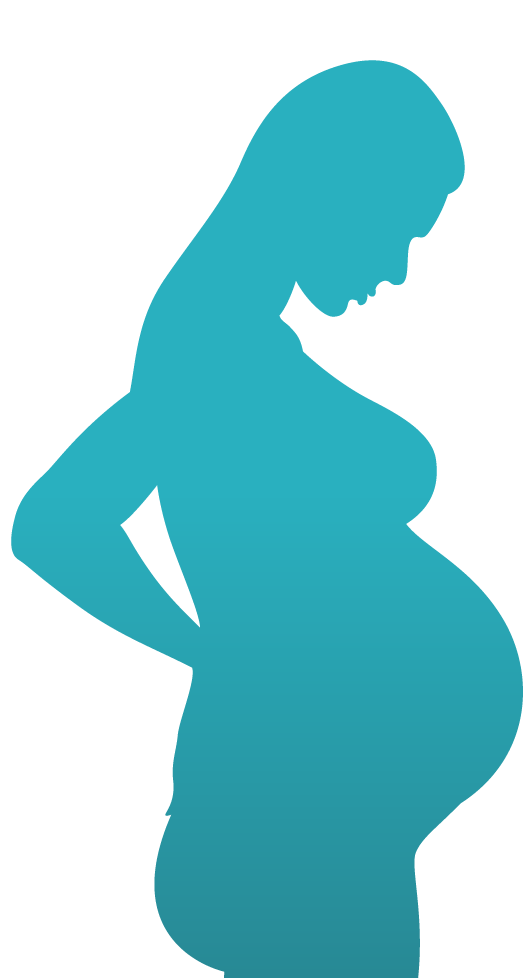 pregnancy clipart gestation