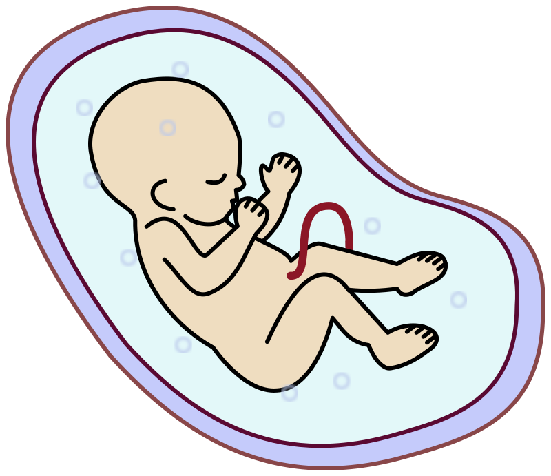 Pregnancy clipart pregnancy stage. Embryo panda free images