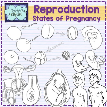 Human reproductive system and. Pregnancy clipart pregnancy stage