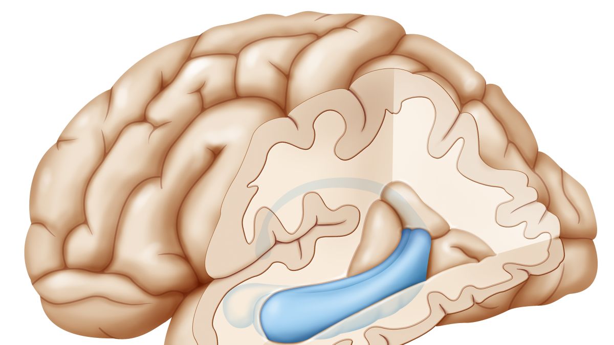 psychology clipart hippocampus brain