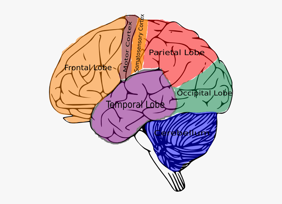 psychology clipart human brain