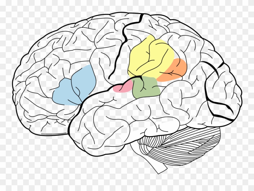 psychology clipart science brain