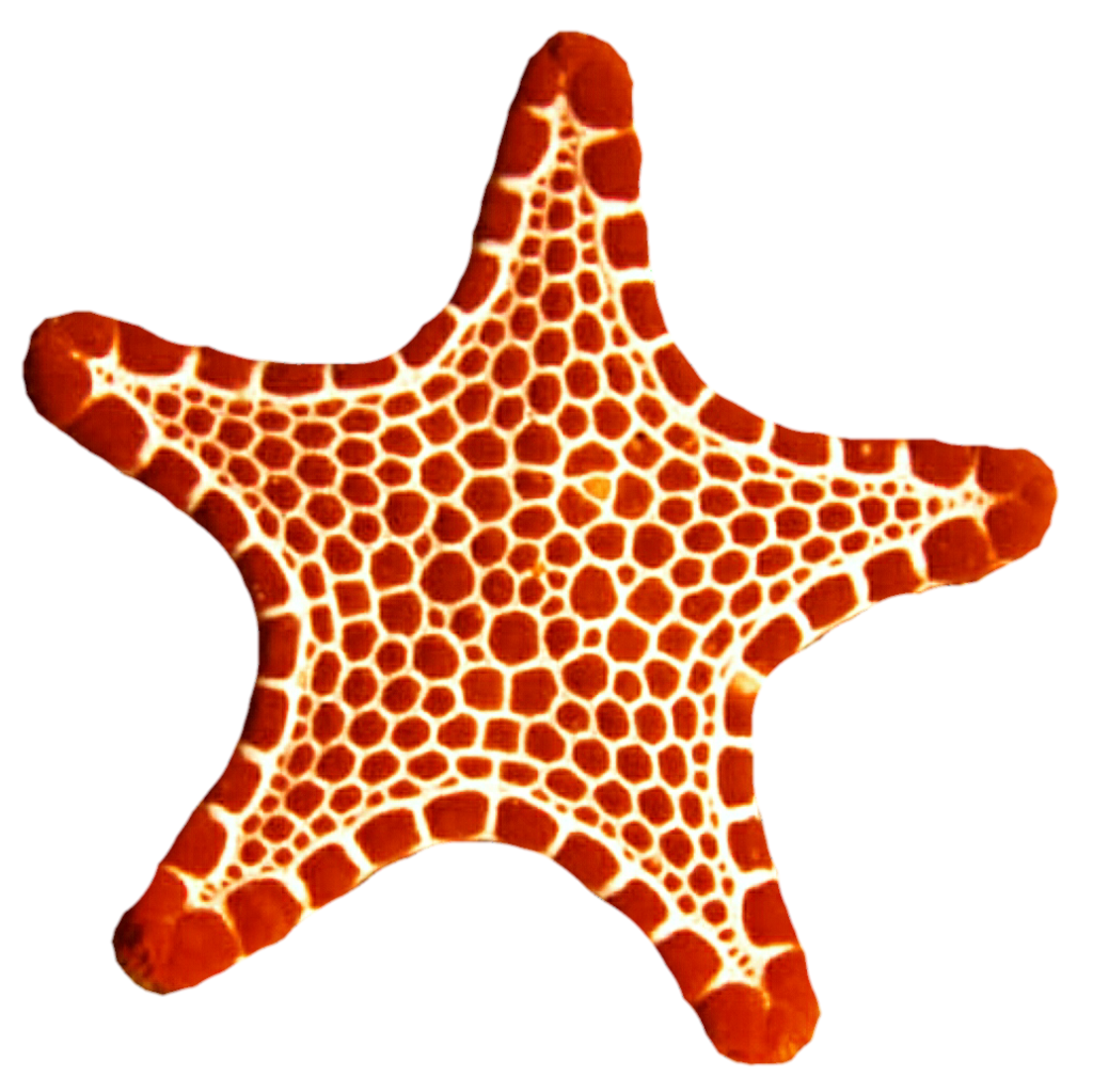 purple clipart sea star