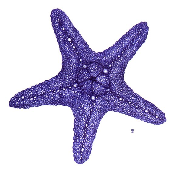 Pin on deniz y. Starfish clipart purple starfish
