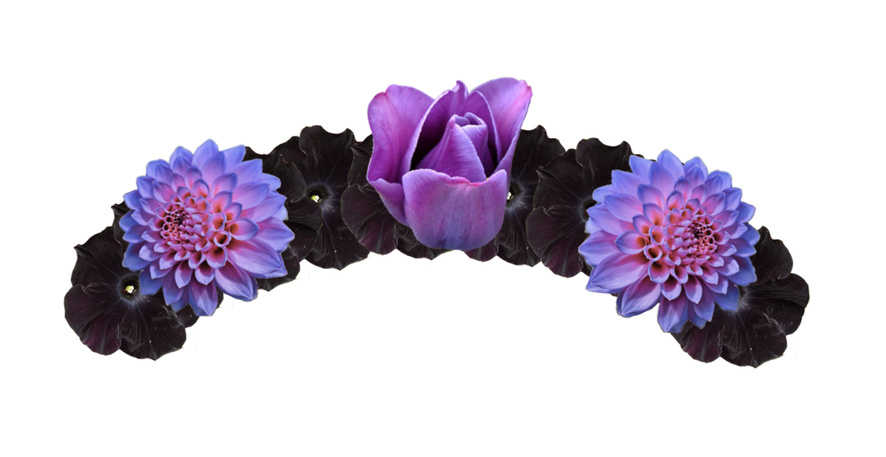 And black transparent image. Purple flower crown png