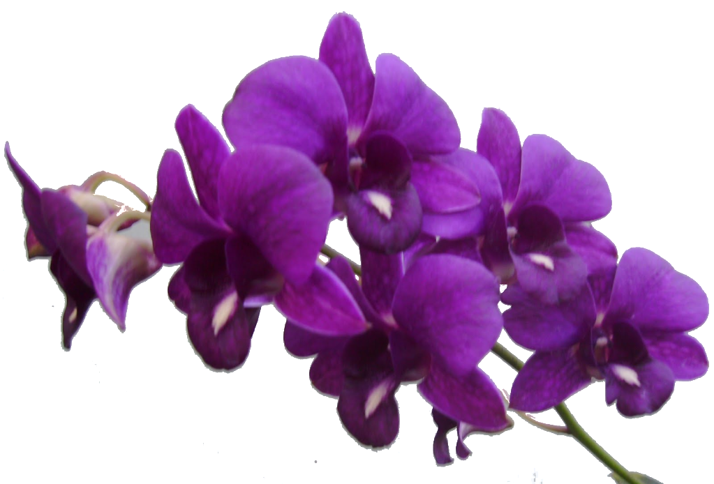 Purple flower png. Frame res flowers by