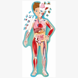Puzzle clipart human body. Free 