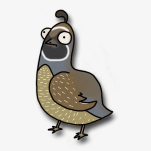 quail clipart animated