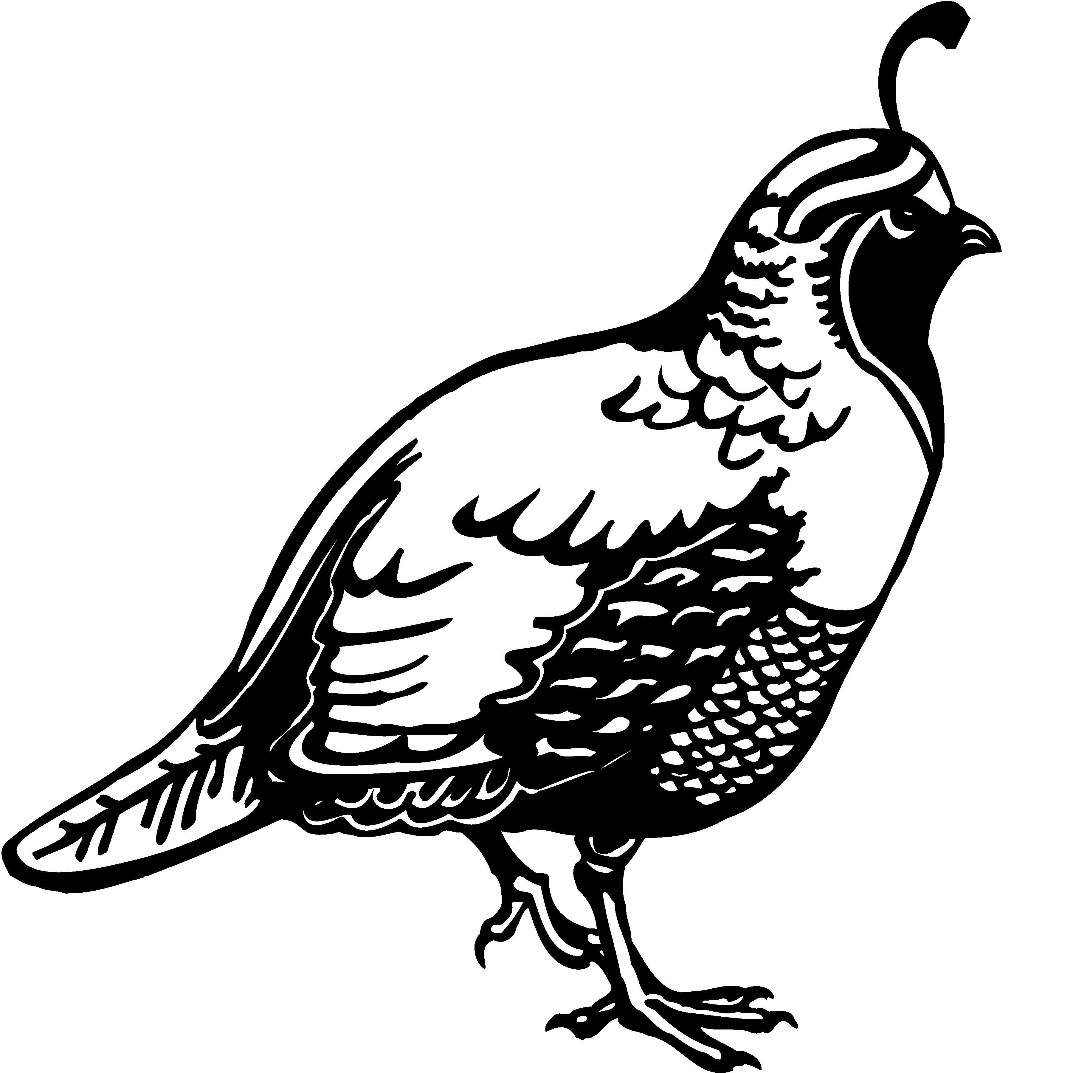Quail clipart black and white, Picture 3114575 quail clipart black