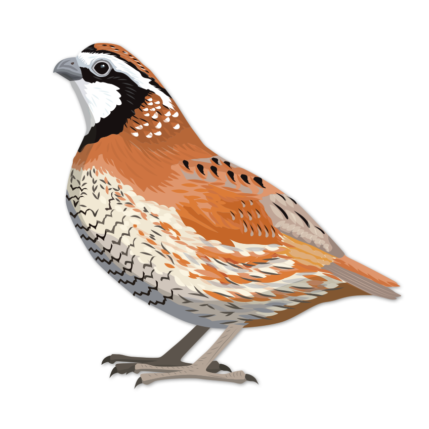 quail clipart bobwhite