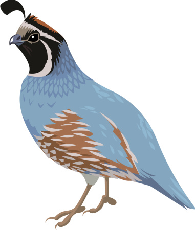 quail clipart cartoon