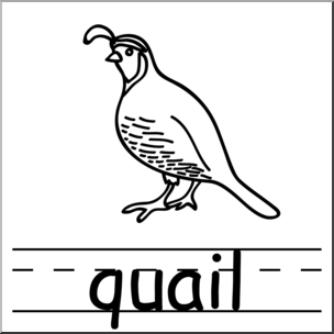 Basic words b w. Quail clipart clip art