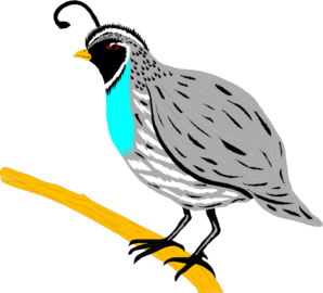 quail clipart clip art