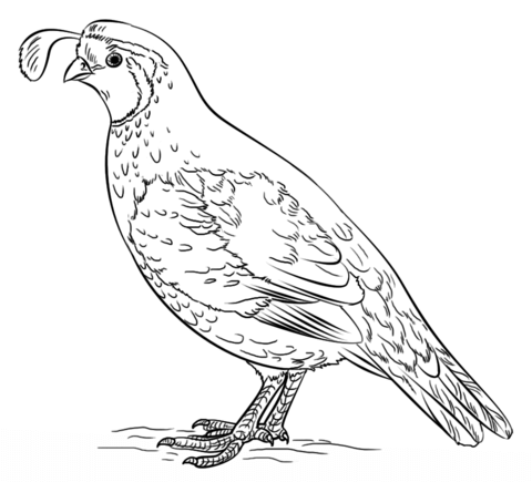 quail clipart coloring