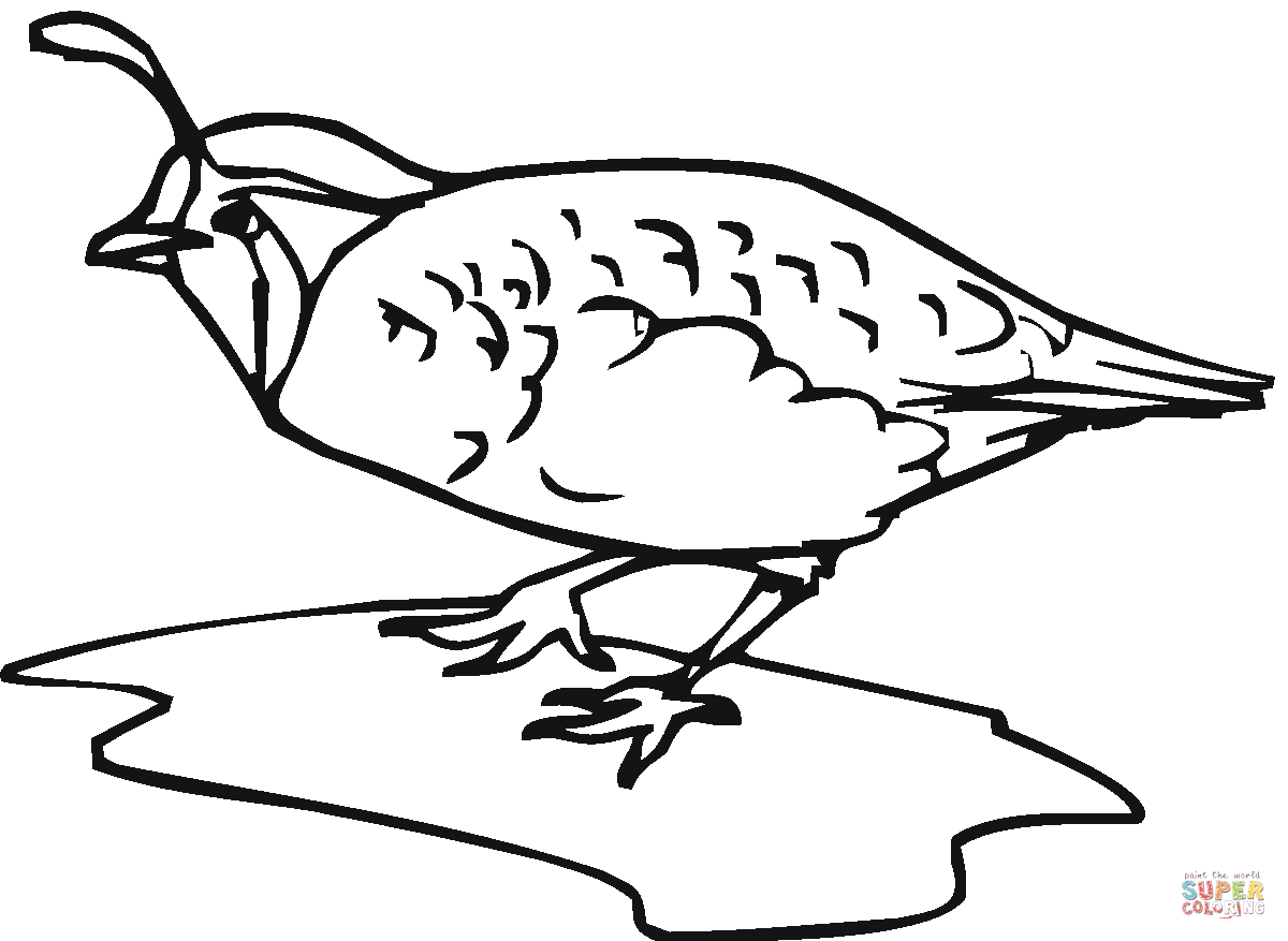 quail clipart coloring