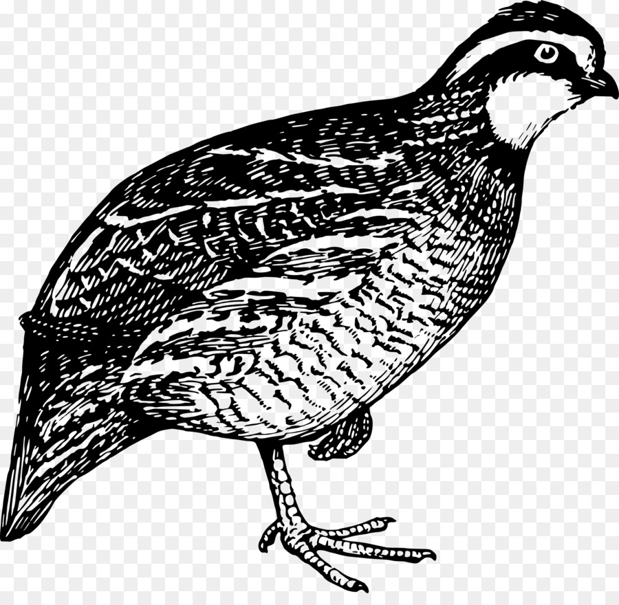 quail clipart drawn