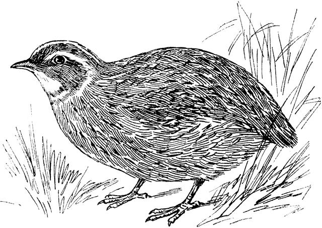 quail clipart mark