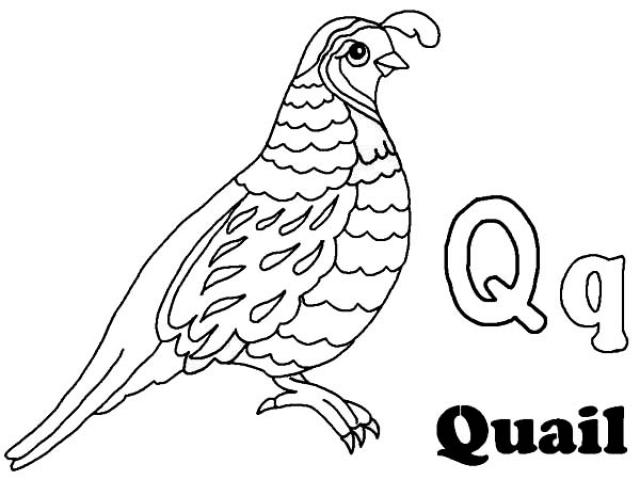 quail clipart outline