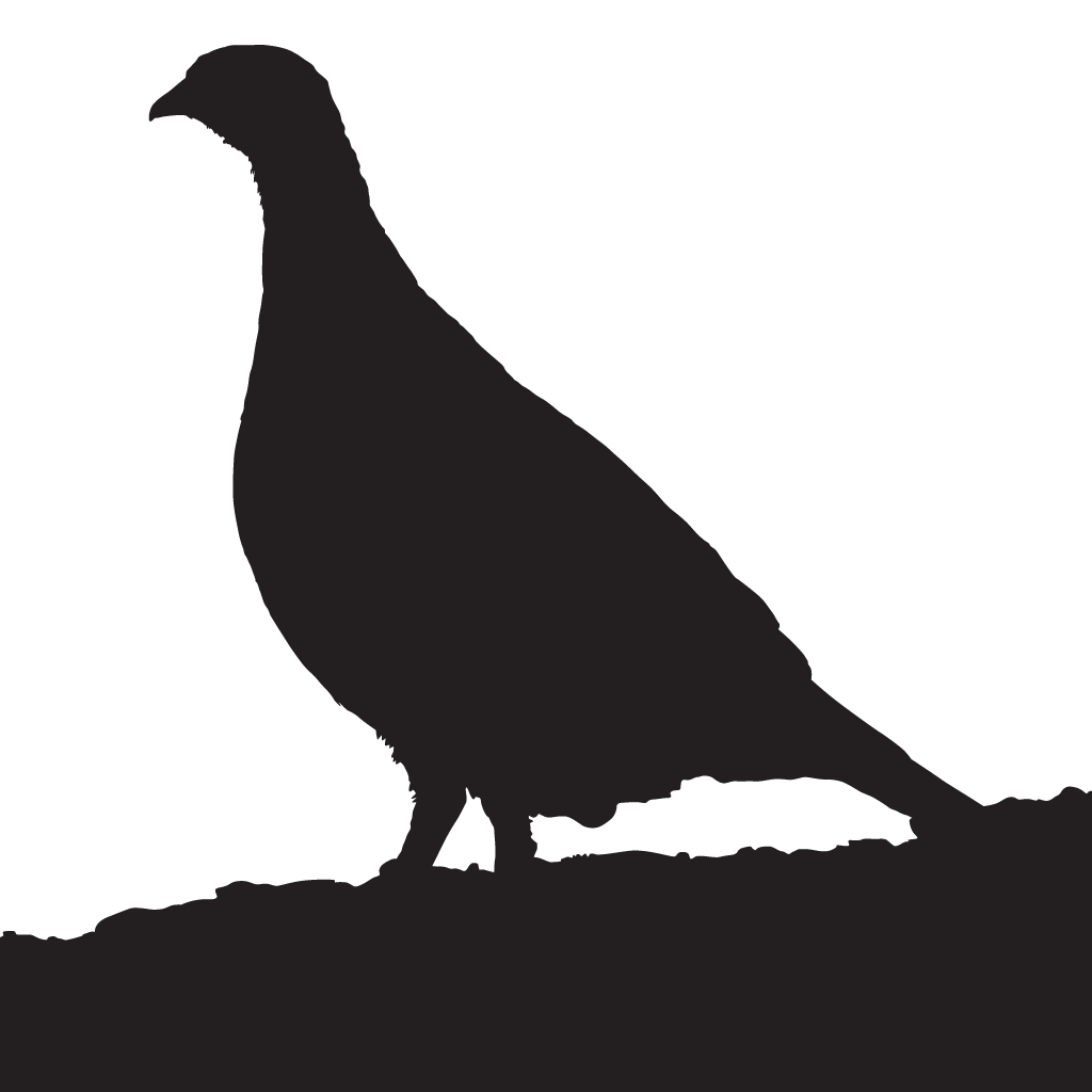 quail clipart partridge
