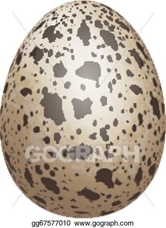 quail clipart quail egg