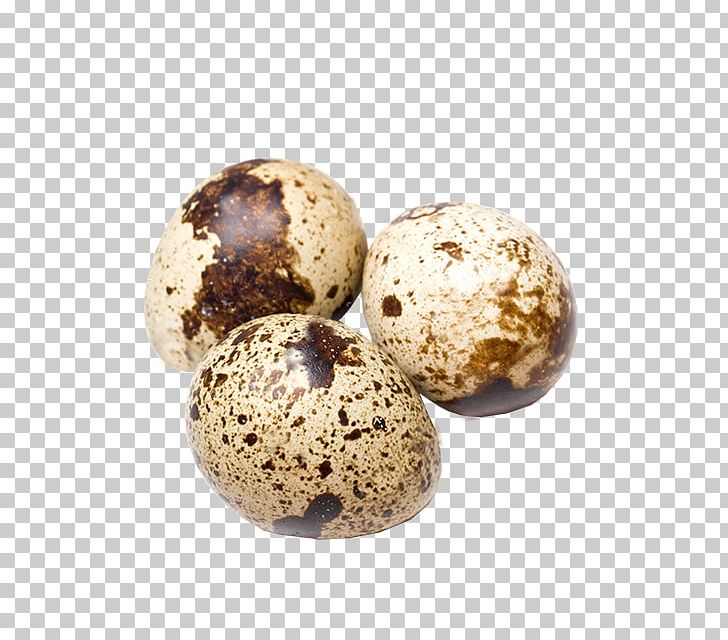quail clipart quail egg