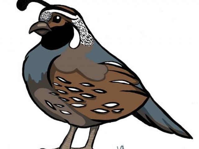 Free download clip art. Quail clipart quil