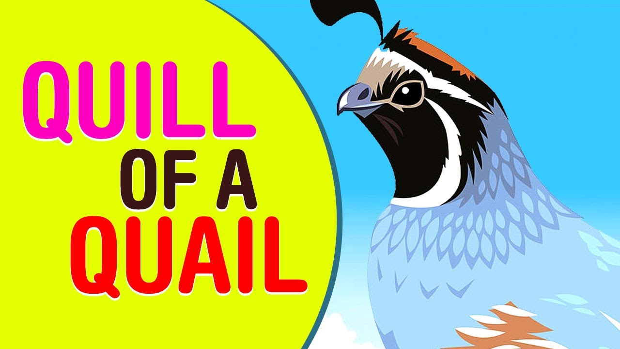 Quail clipart quil. Free download clip art