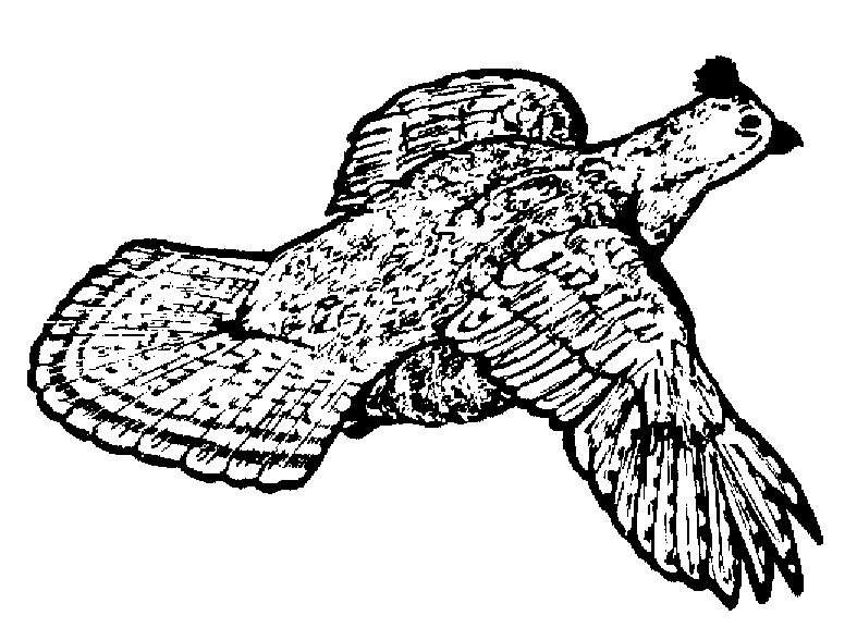 quail clipart sketch
