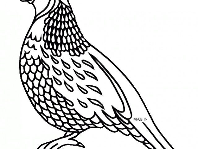 quail clipart sketch