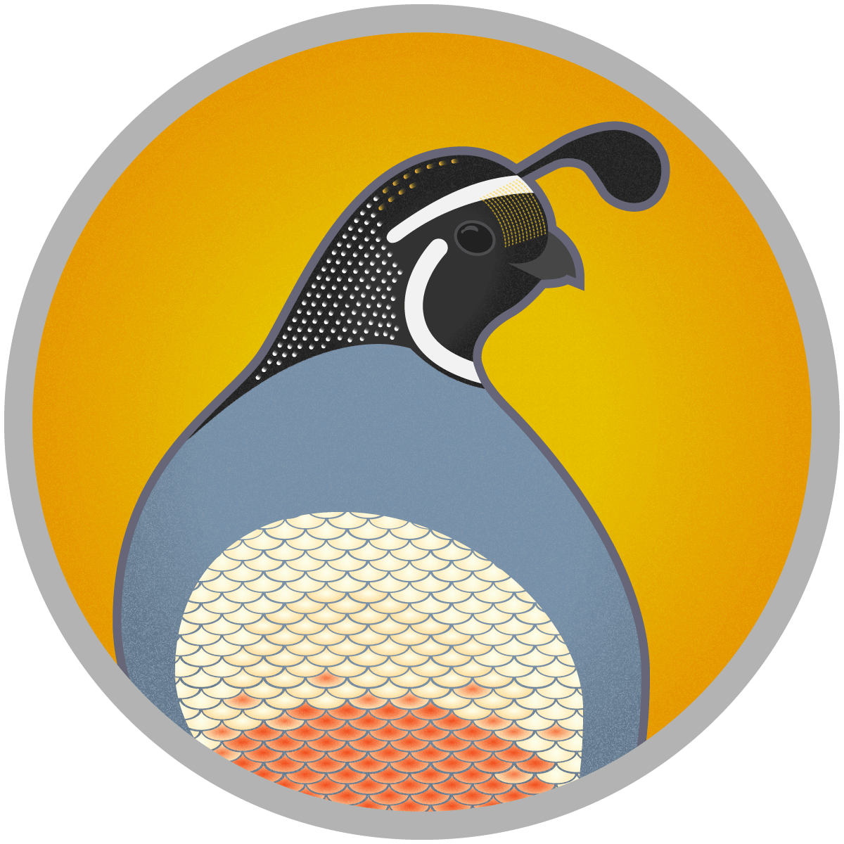 Quail clipart state california bird. Birds of callipepla californica