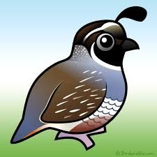 Quail clipart state california bird. Image result for ca