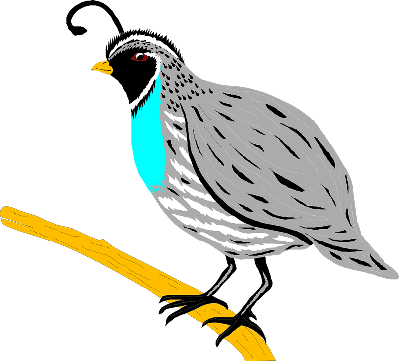 Quail clipart state california bird.  collection of free
