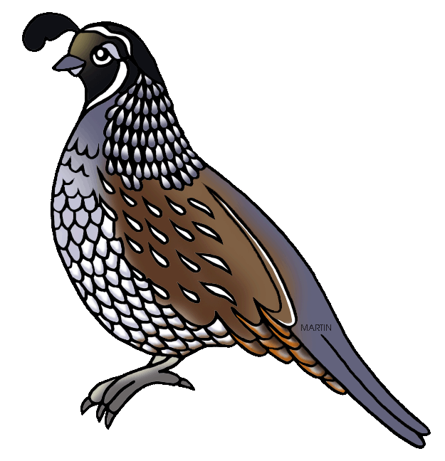quail clipart state california bird