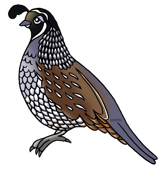 Quail clipart state california bird, Quail state california bird