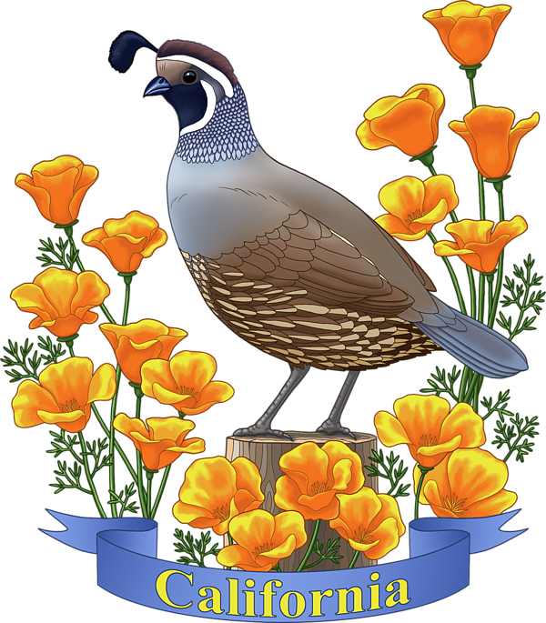 quail clipart symbol california