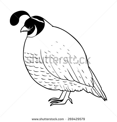 quail clipart vector
